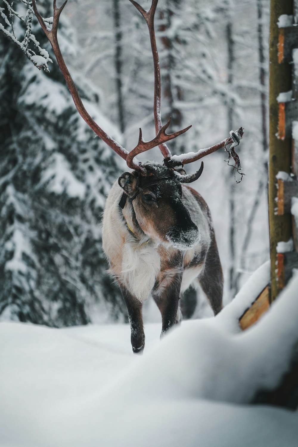a reindeer with antlers walking through the snow