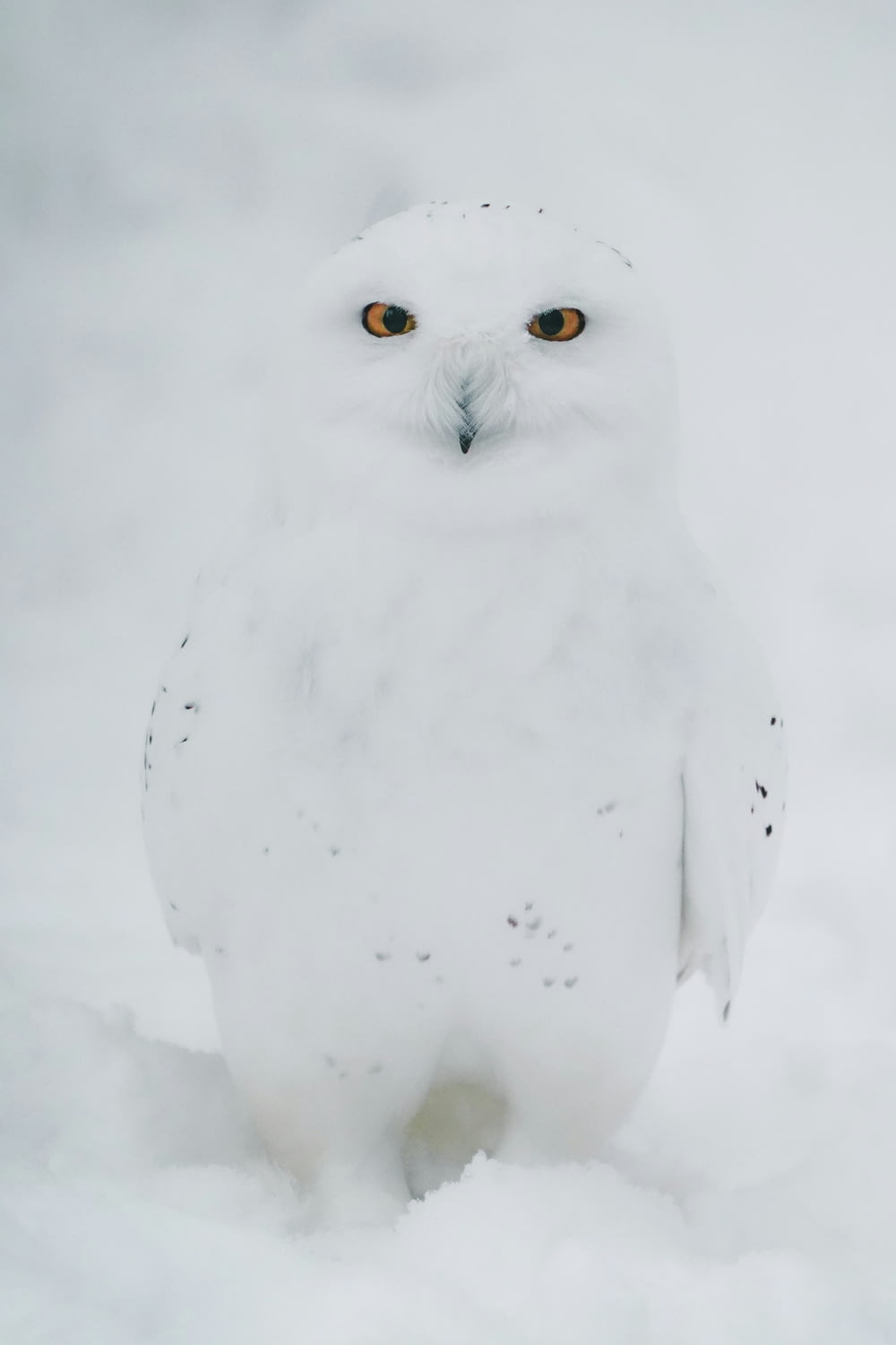 a white owl is standing in the snow