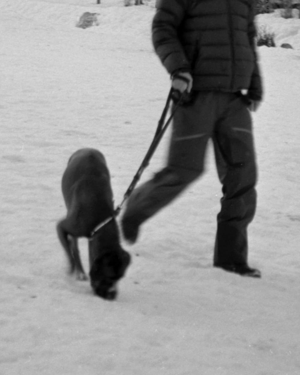 a man walking a dog in the snow
