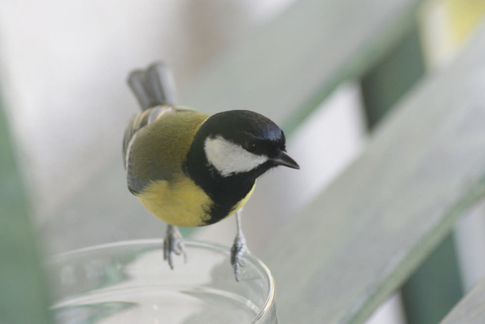 a small bird perched on top of a glass of water