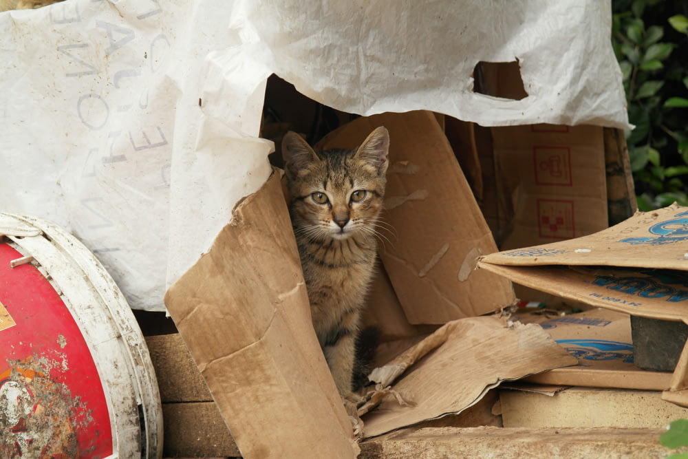 eine Katze, die in einem Pappkarton sitzt