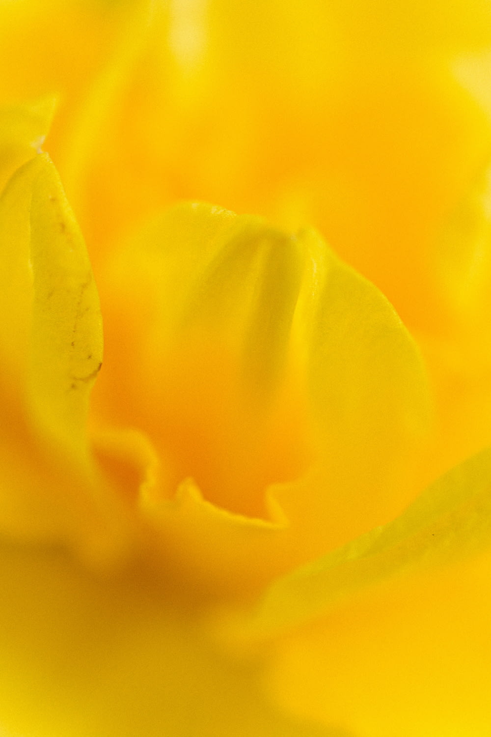 a close up view of a yellow flower
