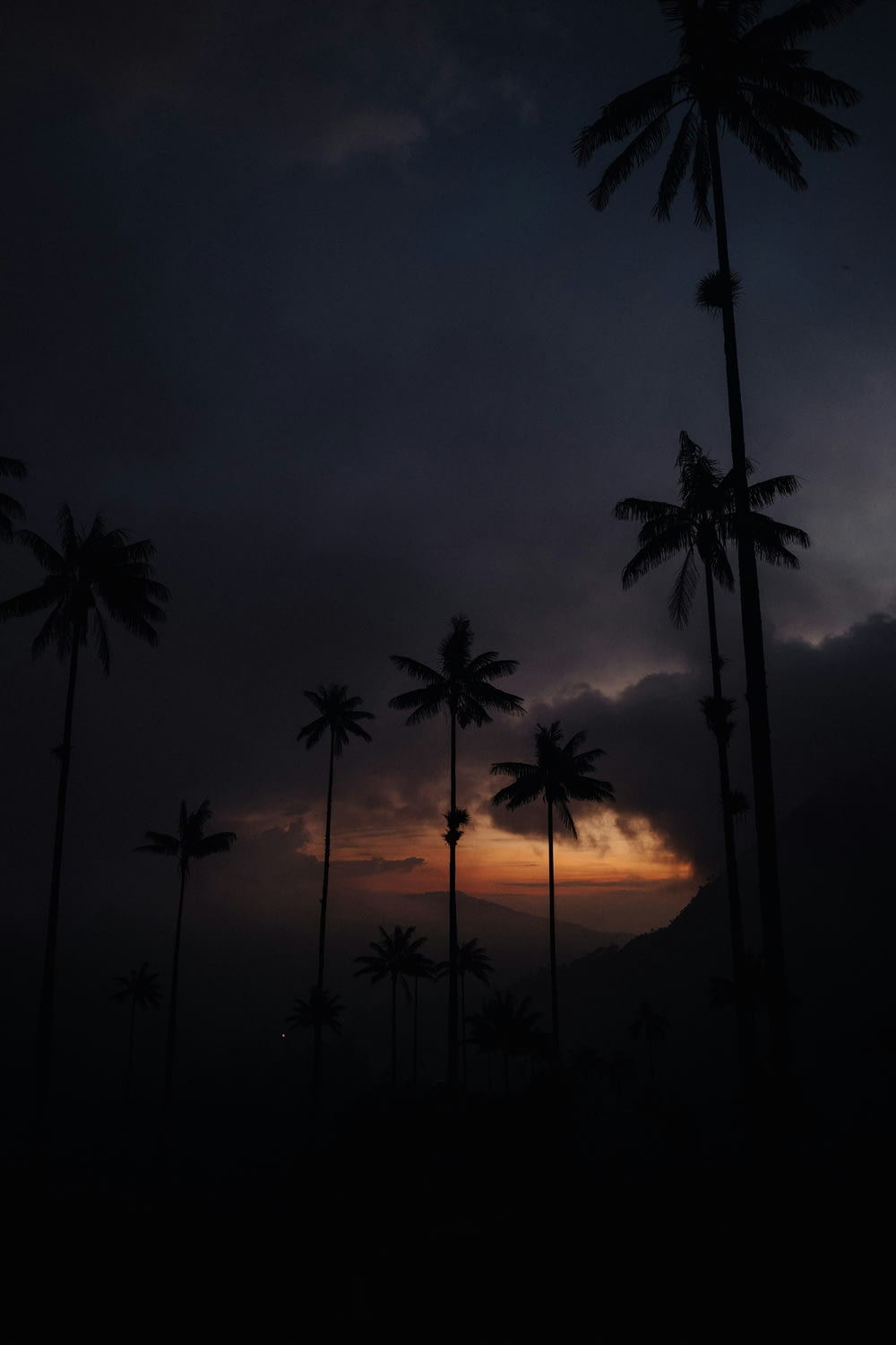 palm trees are silhouetted against a dark sky
