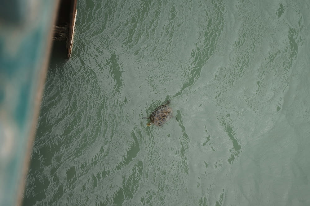 uma tartaruga nadando em um corpo de água
