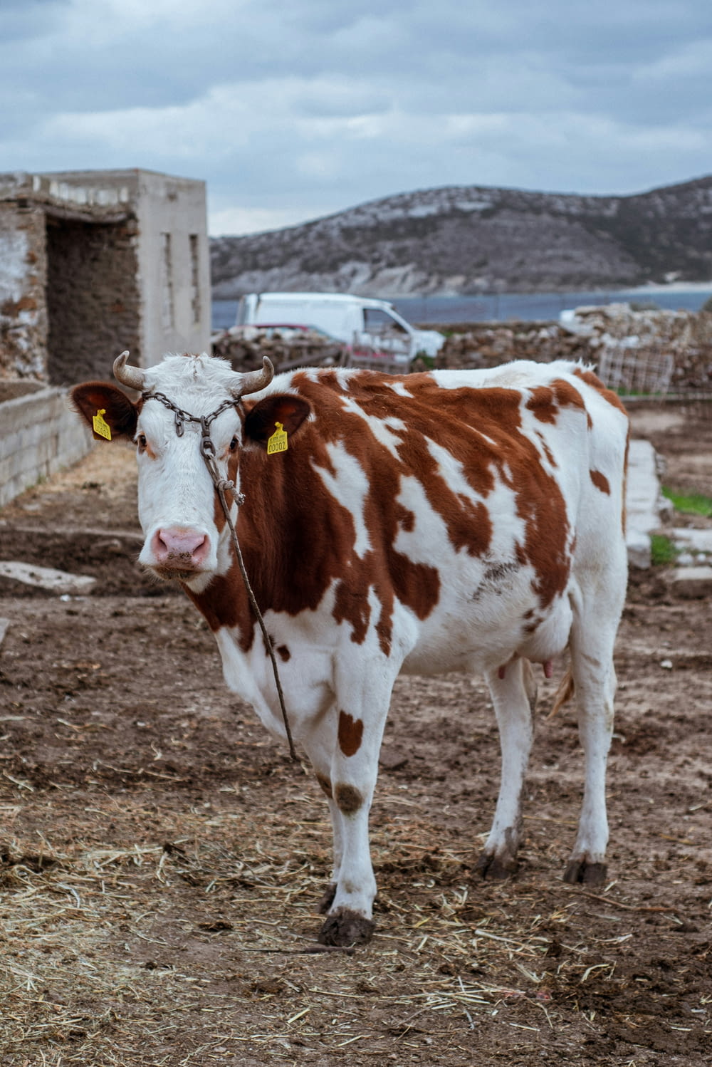 a brown and white cow standing on top of a dirt field