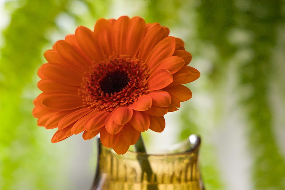 a bright orange flower in a gold vase