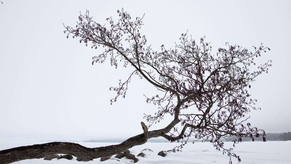 a bare tree in the middle of a snowy field