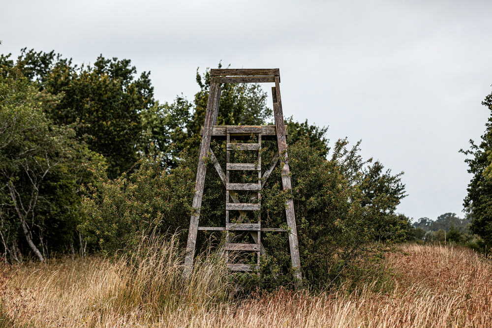 畑の真ん中にある古い木製の梯子