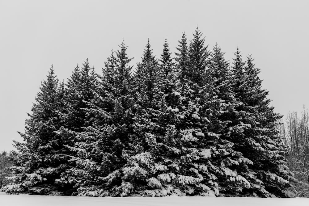 a black and white photo of a snow covered pine tree