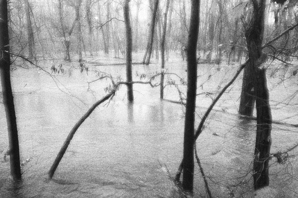 a black and white photo of a flooded forest