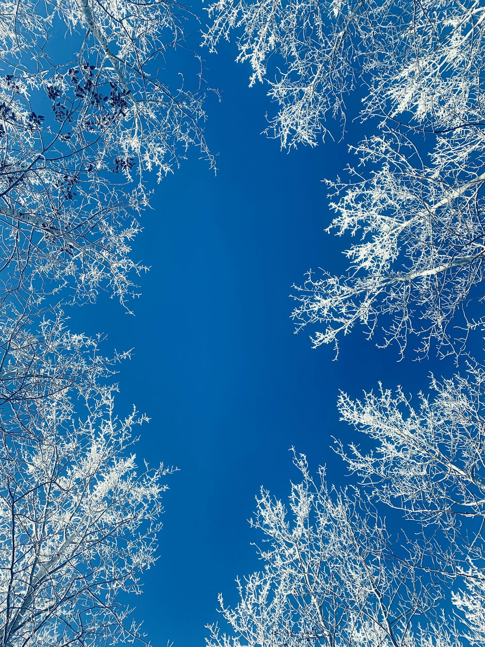 a blue sky is seen through the branches of trees