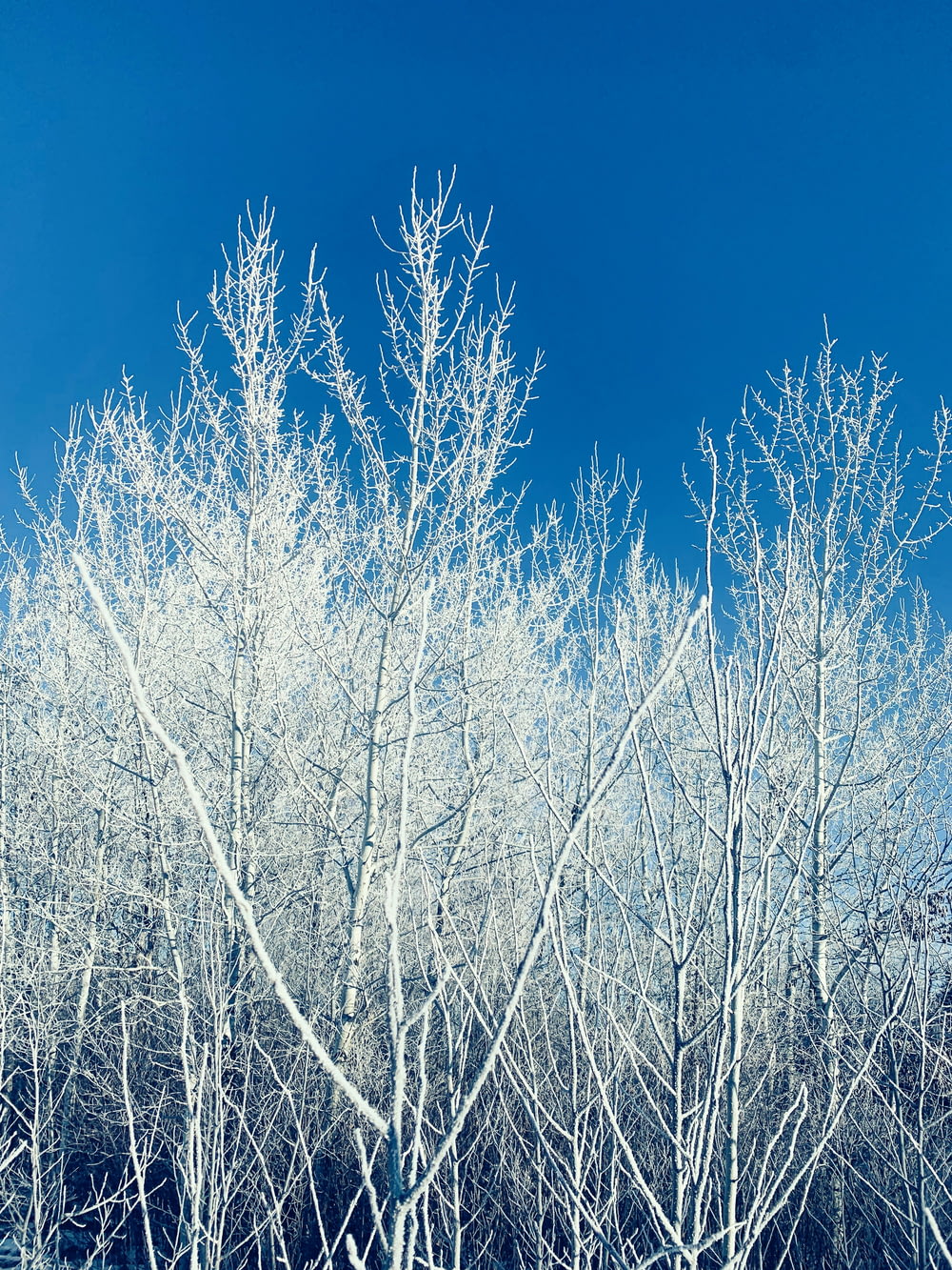 a group of trees covered in snow against a blue sky
