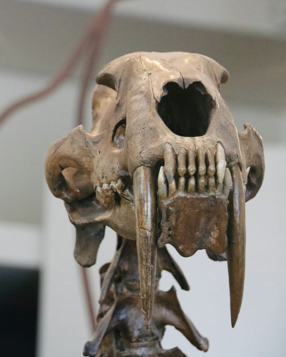 a close up of a human skull with a long beak