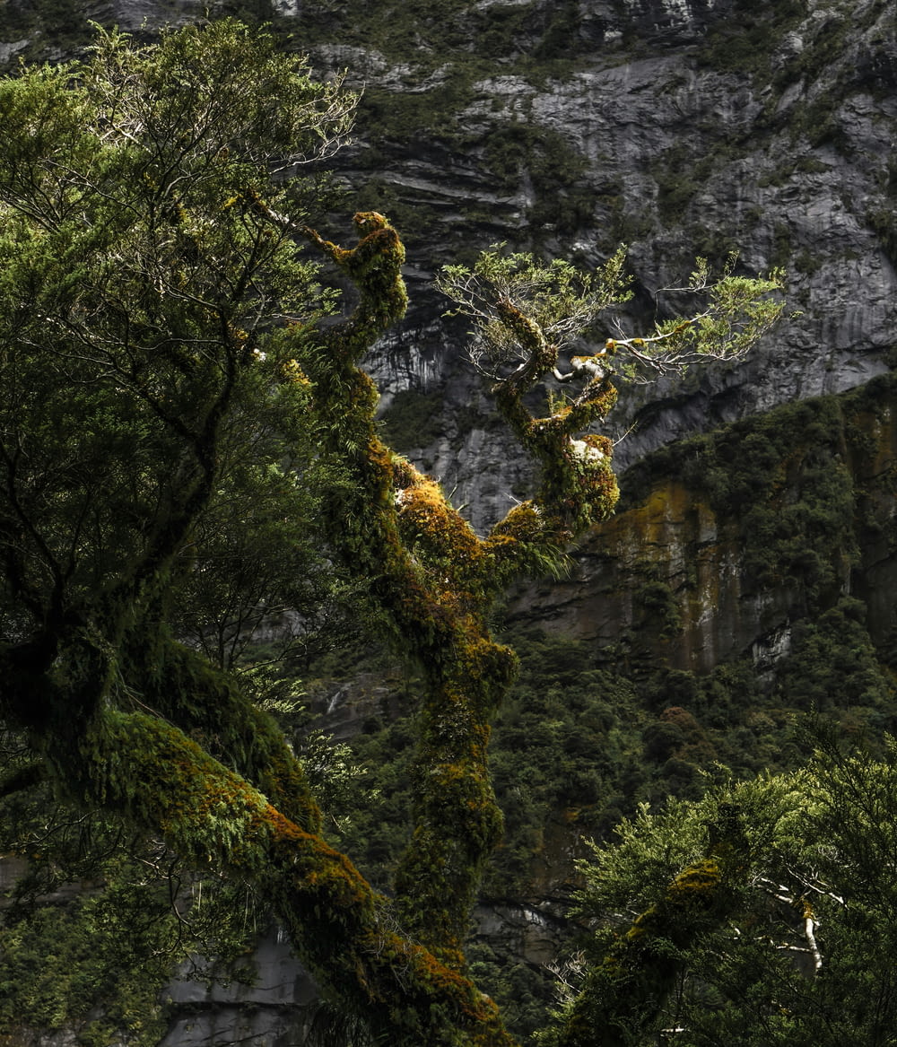 a tree with moss growing on it in front of a mountain