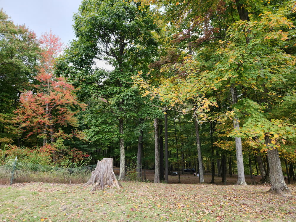 a wooded area with trees and leaves on the ground