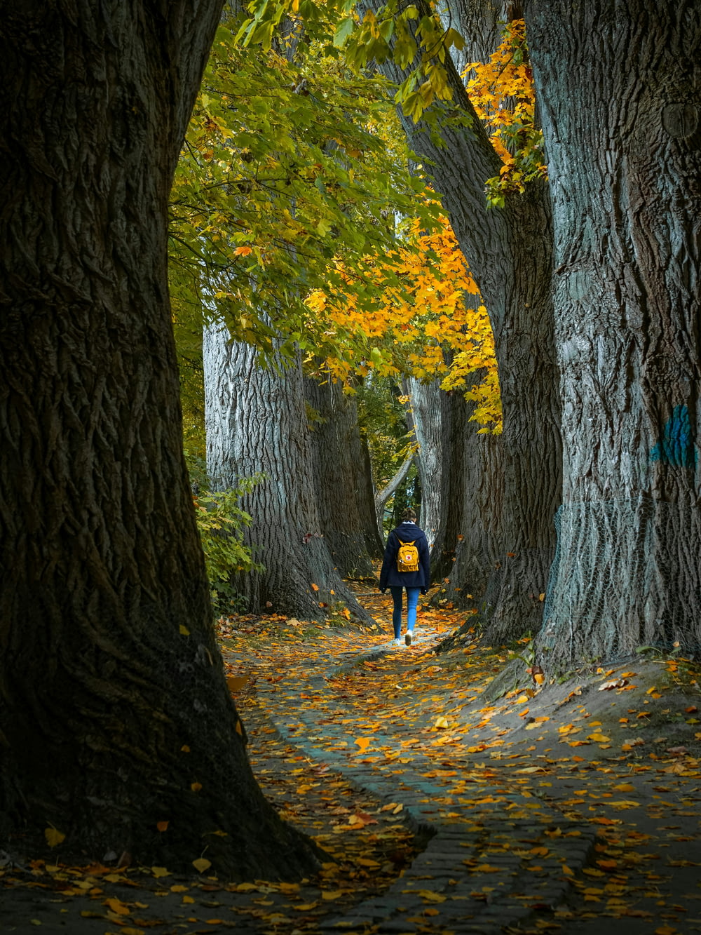a person walking down a leaf covered path