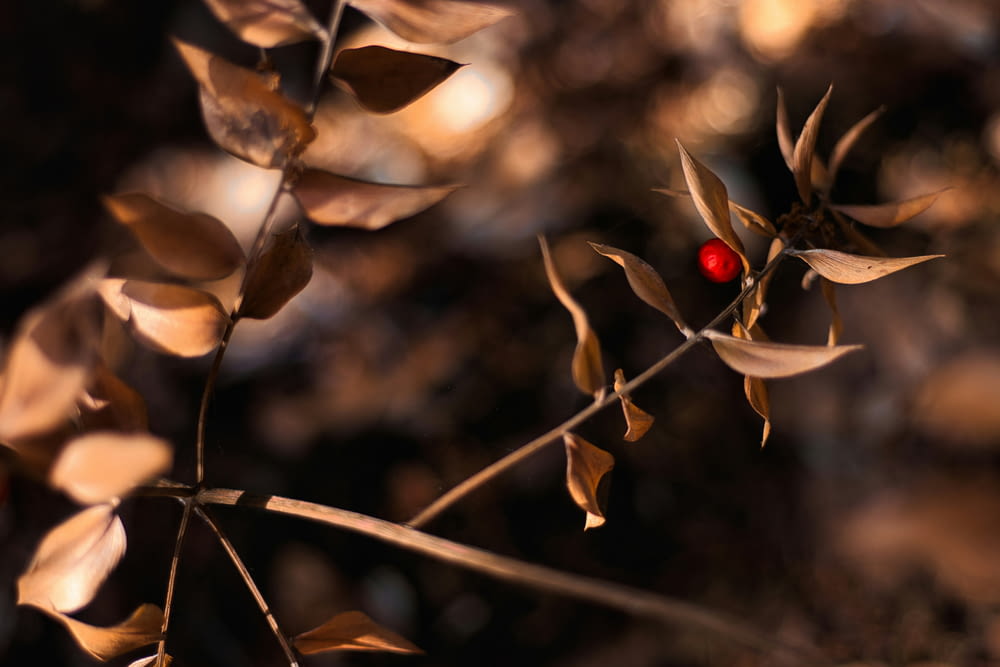 a close up of a plant with a red ball on it