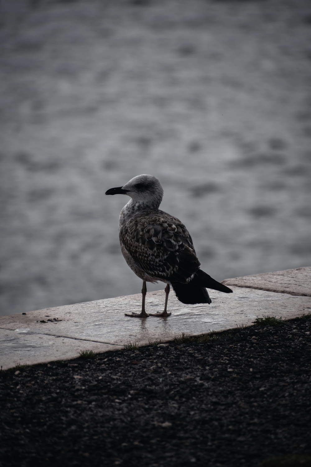 a seagull standing on a ledge near the water