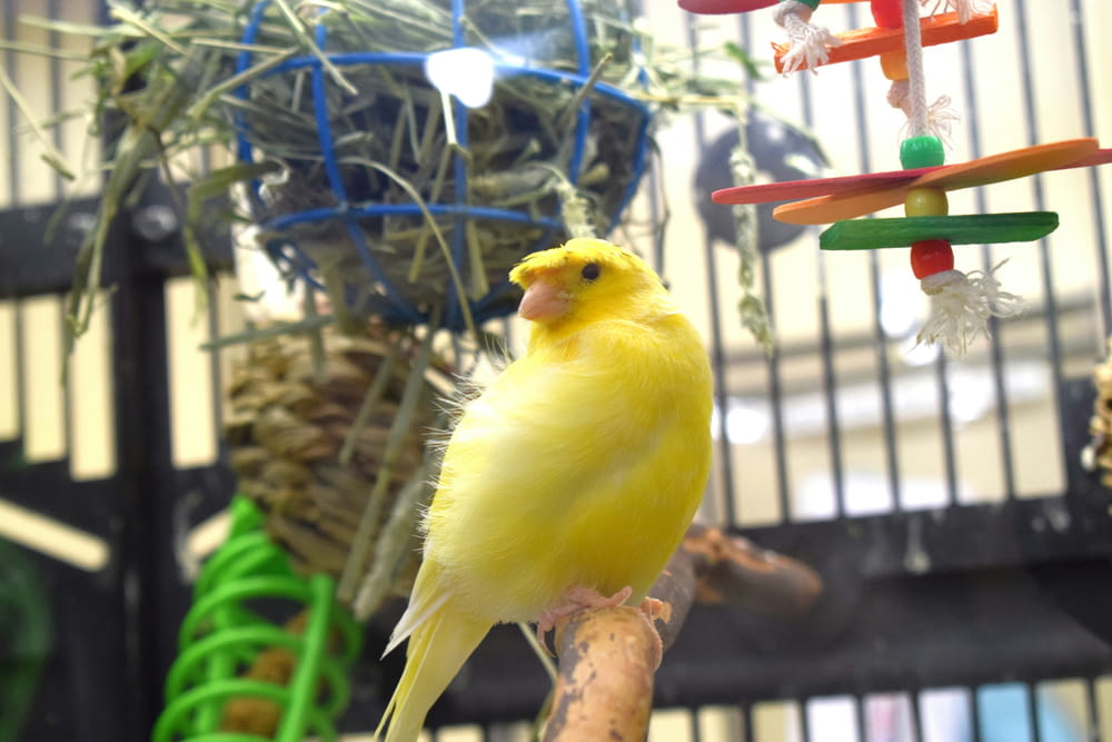 a yellow bird sitting on a perch in a cage