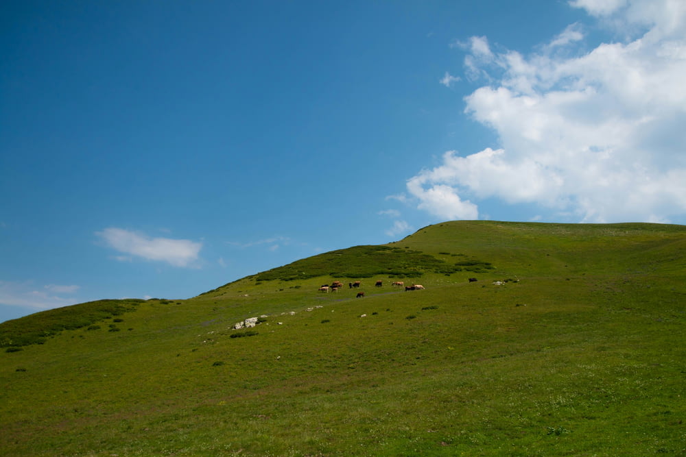緑豊かな丘の中腹で草を食む羊の群れ