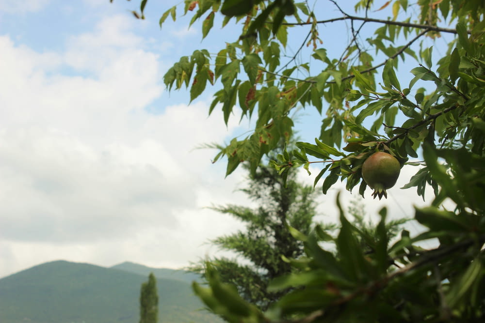 a fruit tree with a mountain in the background