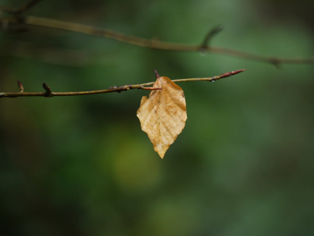 a single leaf is hanging on a branch