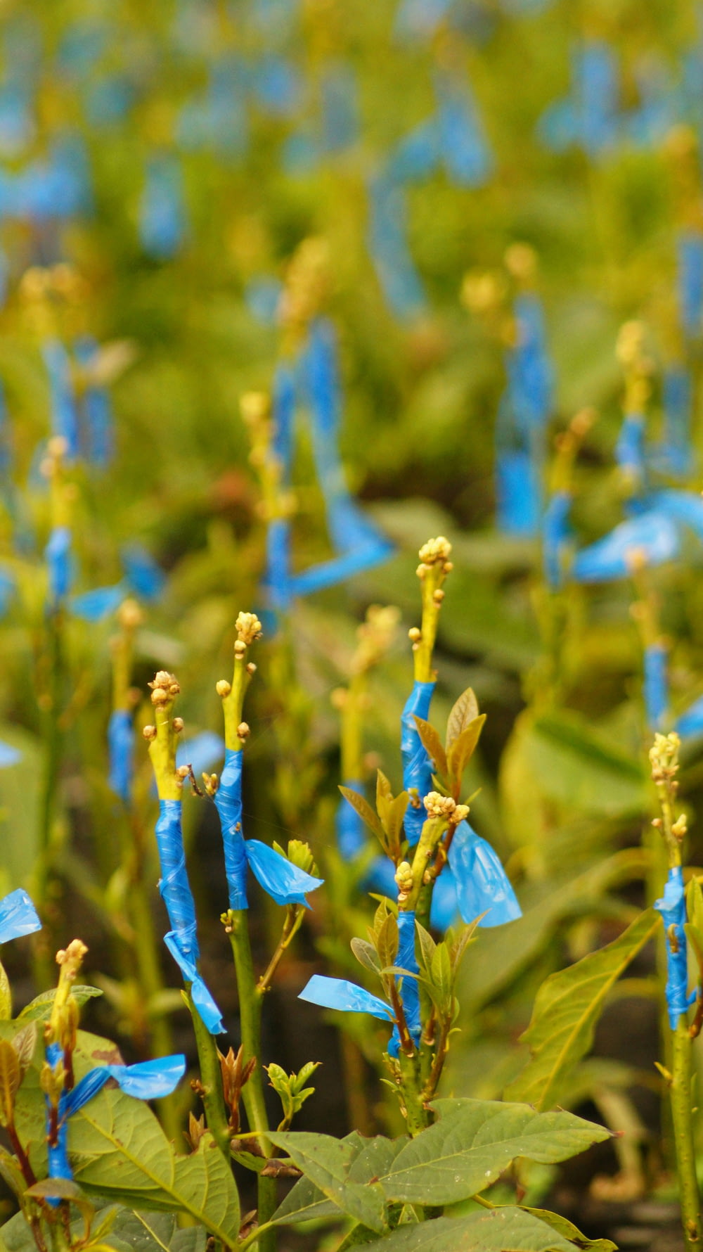 a field of blue flowers with green leaves