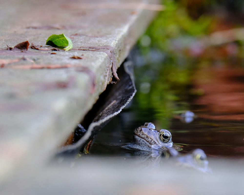 a frog sitting on the edge of a pond