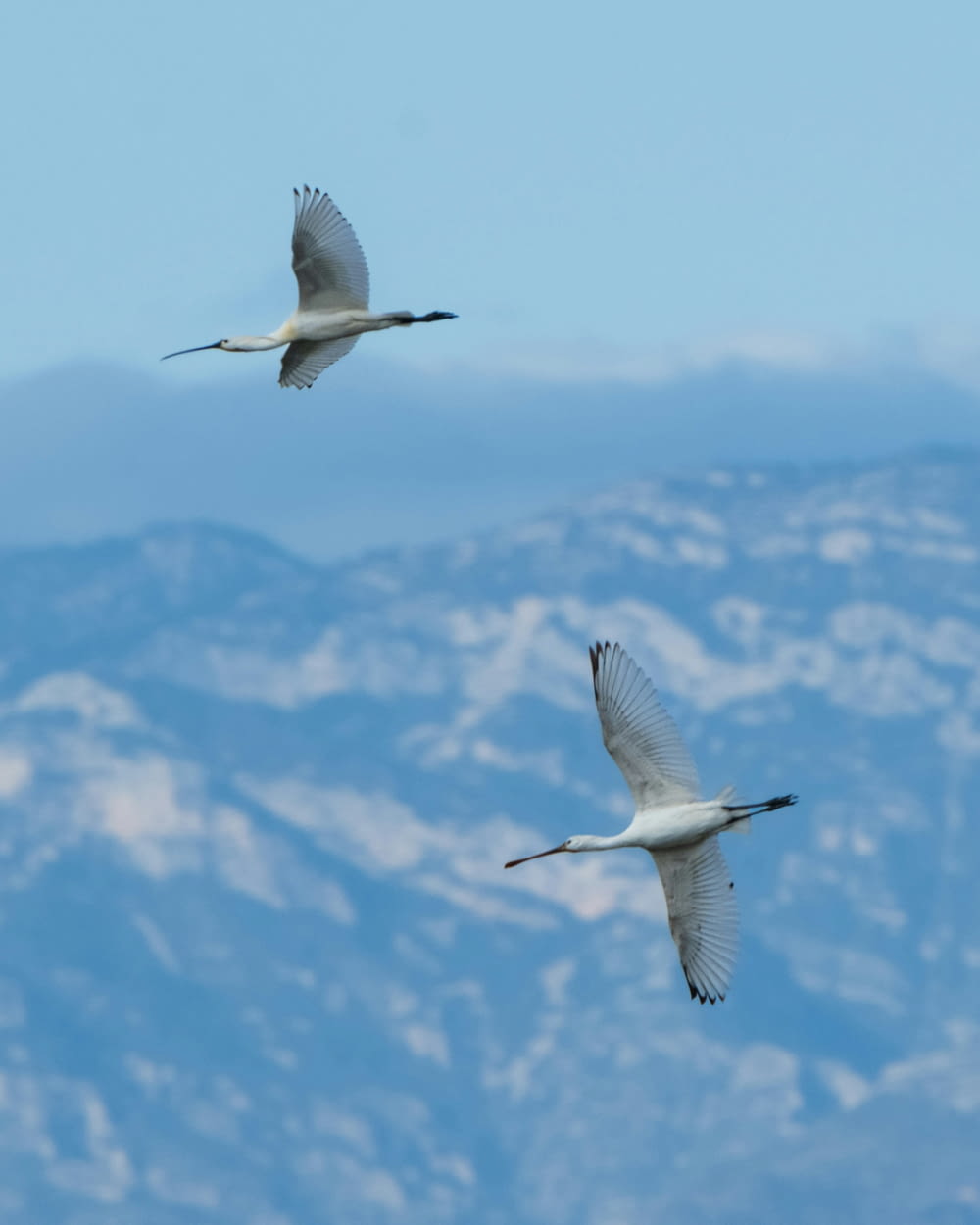 산맥 위를 날아다니는 흰 새 두 마리