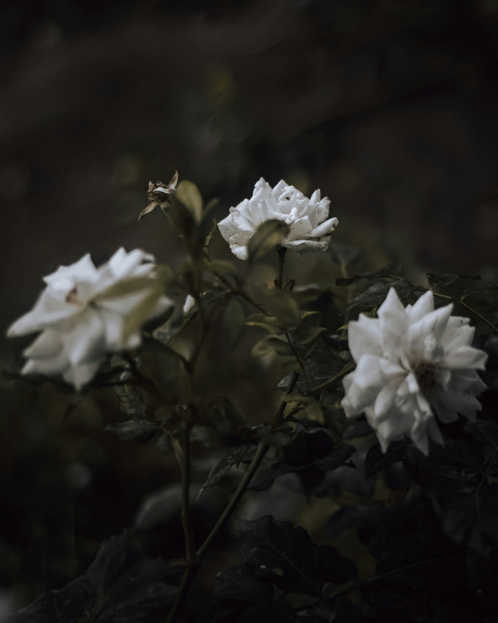 a bunch of white flowers that are in the dark