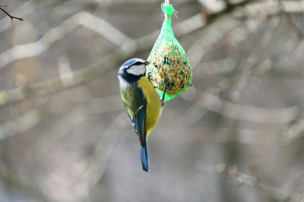 a bird is hanging from a bird feeder