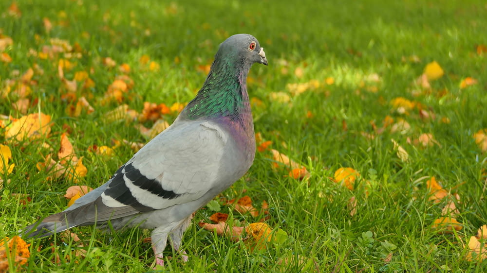 a pigeon is standing in a field of grass
