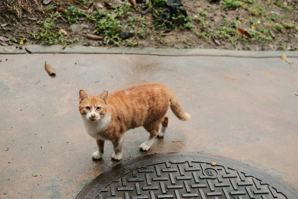 an orange and white cat standing next to a manhole cover
