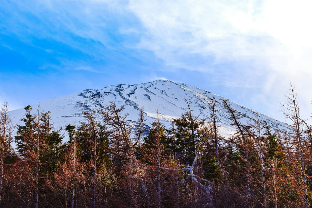 a snow covered mountain surrounded by trees under a blue sky