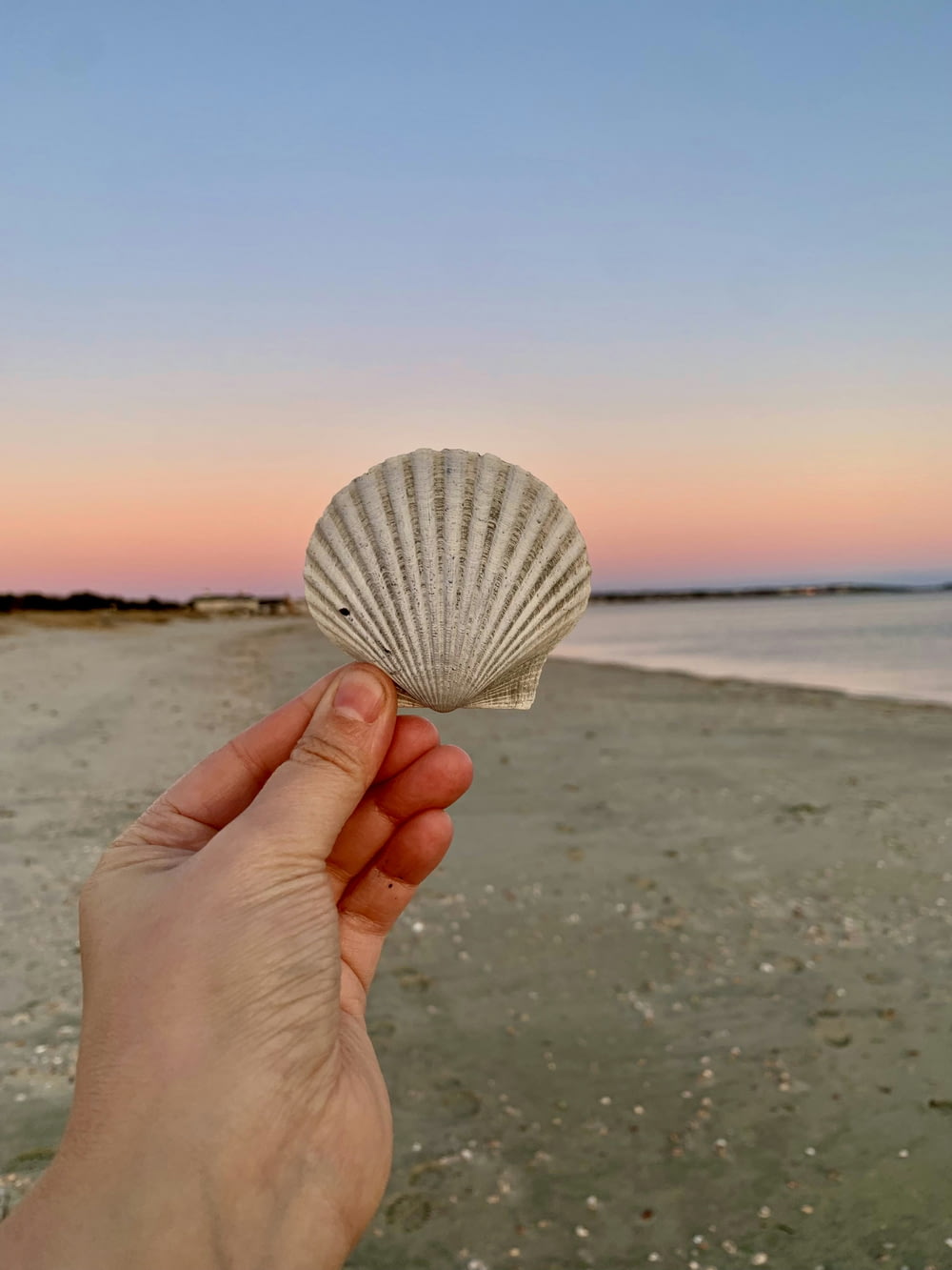 a person is holding a shell on the beach