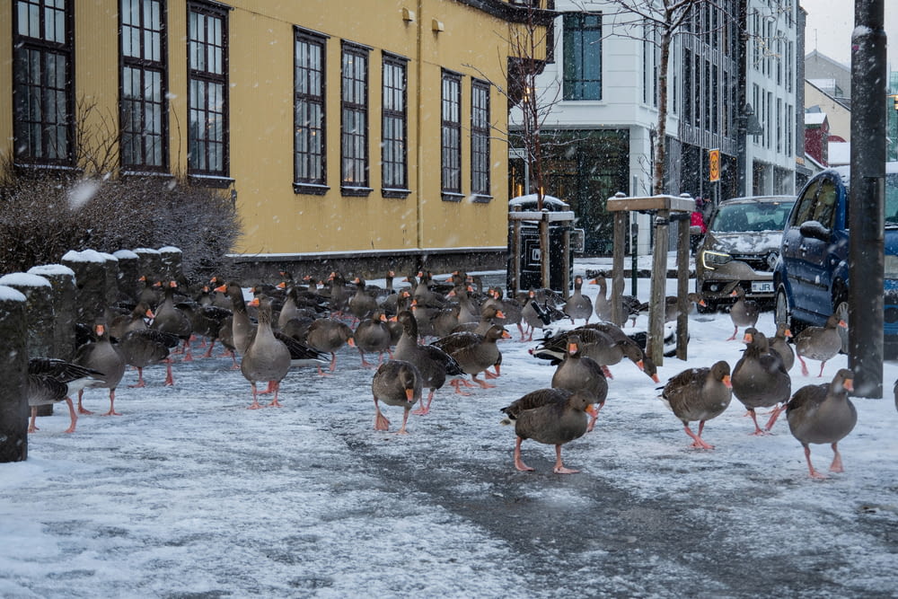 a flock of ducks walking across a snow covered street