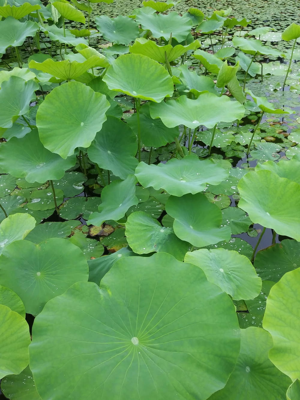 a large group of green leaves floating on top of a body of water