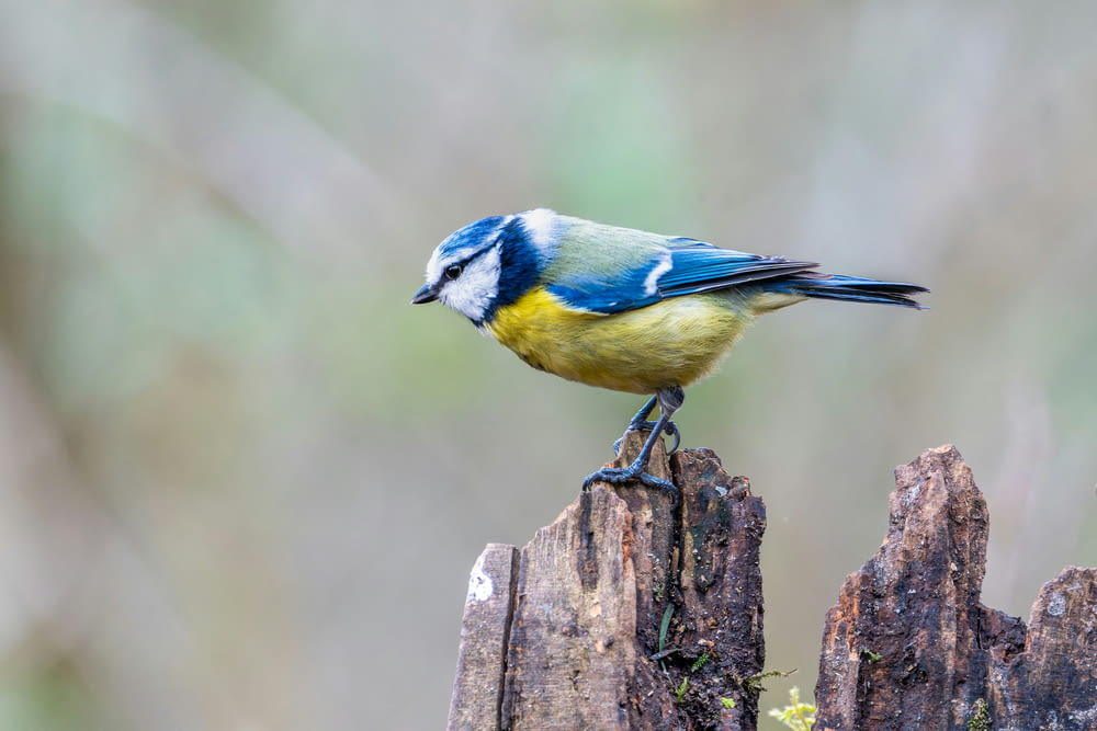 a small blue and yellow bird perched on a piece of wood