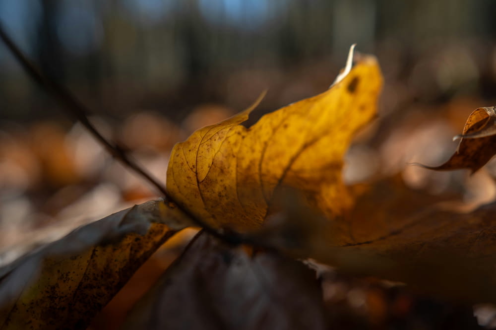나뭇잎으로 덮인 땅 위에 누워 있는 노란 나뭇잎