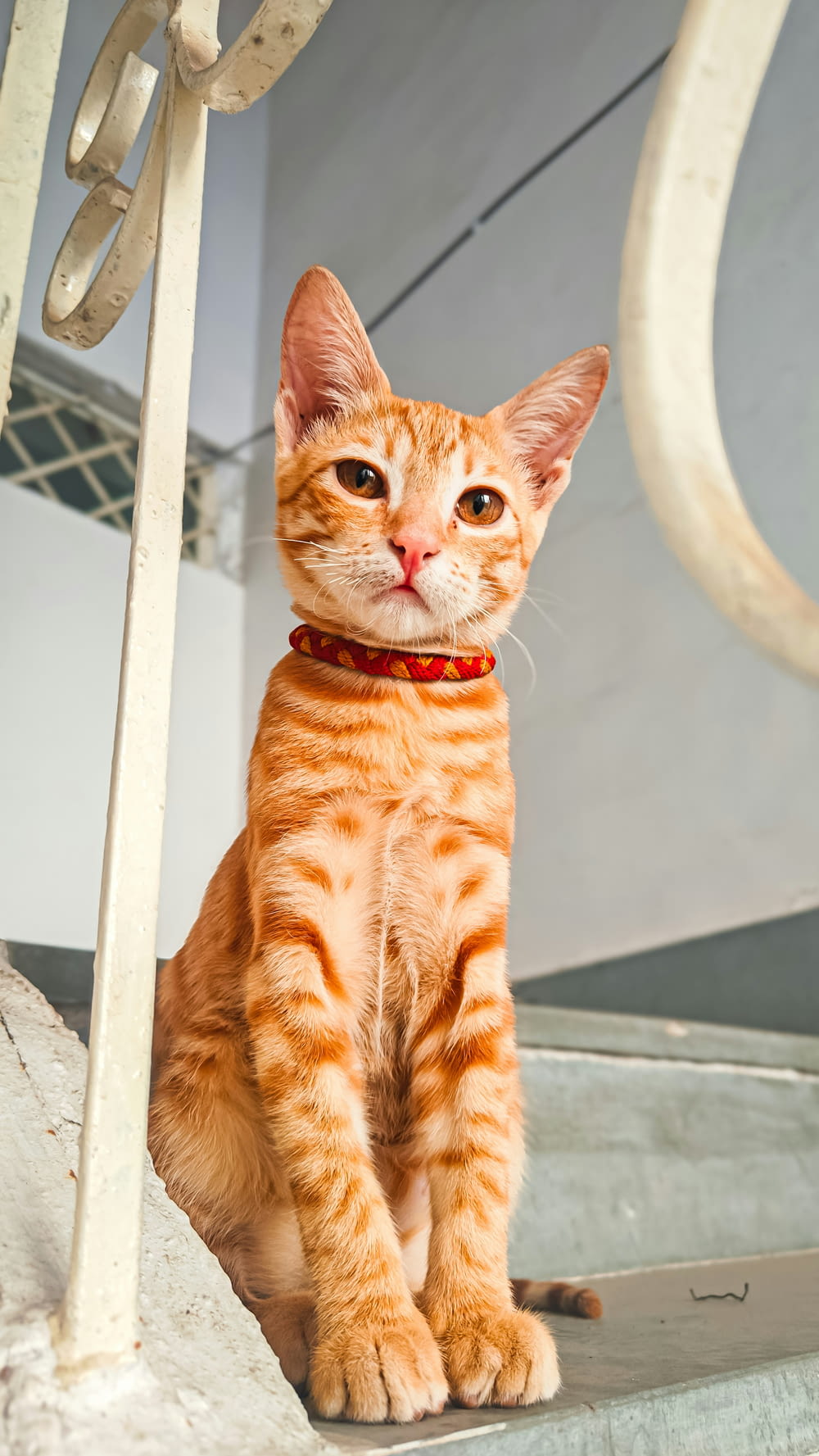 un gato atigrado naranja sentado en un escalón