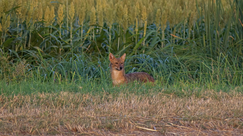 un piccolo cervo seduto in un campo di erba alta