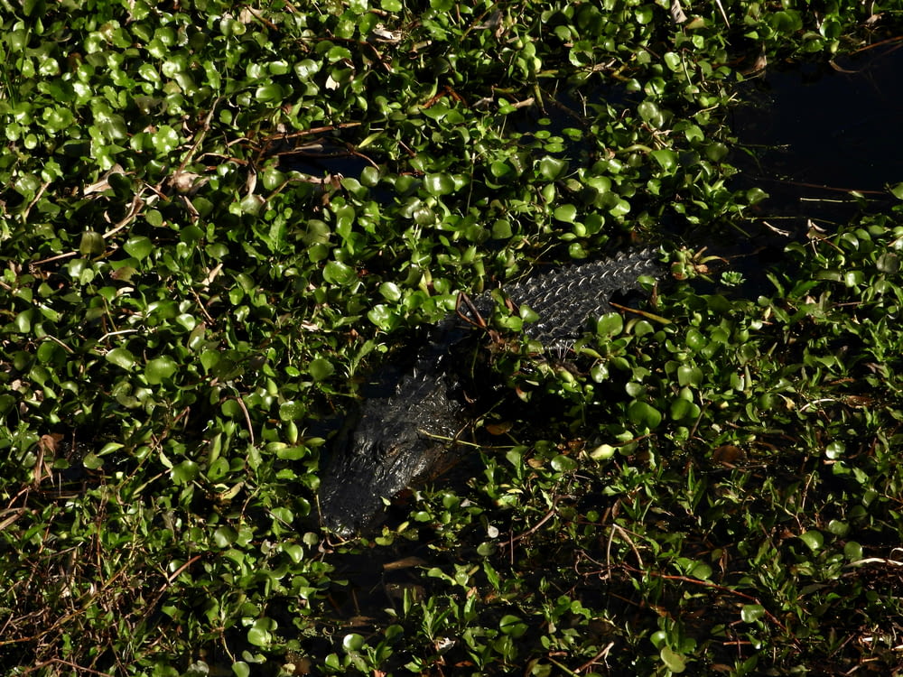 an alligator in the water surrounded by plants
