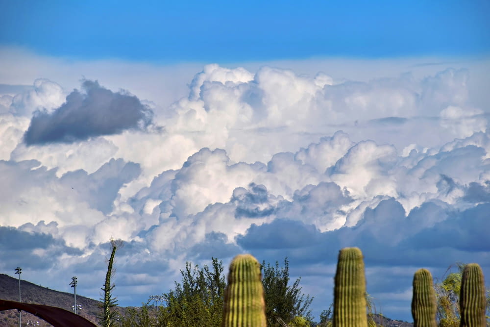 a group of saguados stand in front of a cloudy sky