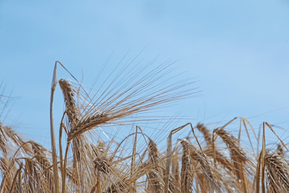 a close up of a field of wheat against a blue sky