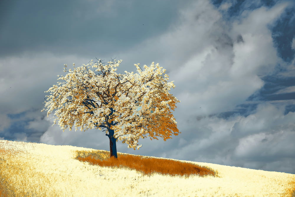 a tree in a field with a cloudy sky in the background