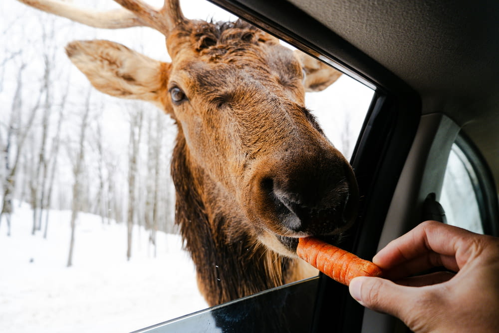 a person is feeding a carrot to a deer