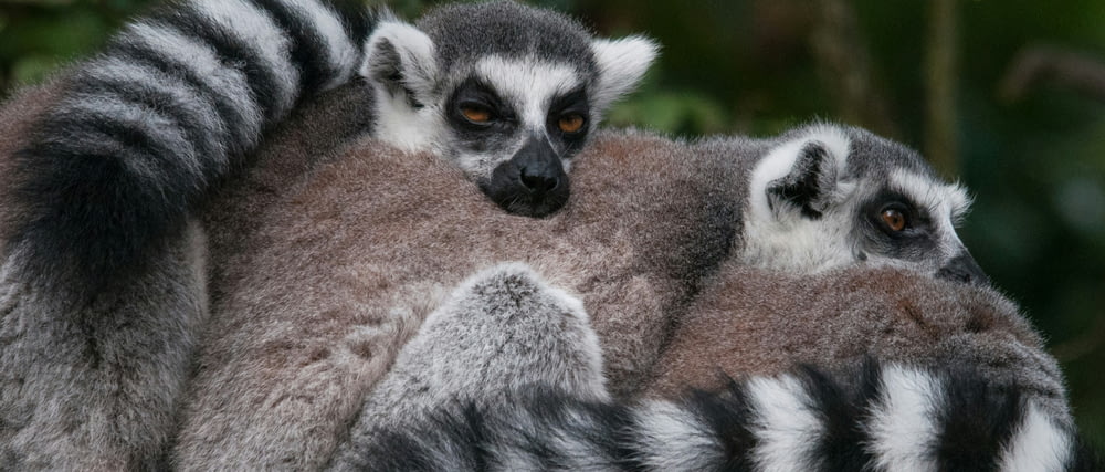 a couple of lemurs sitting next to each other
