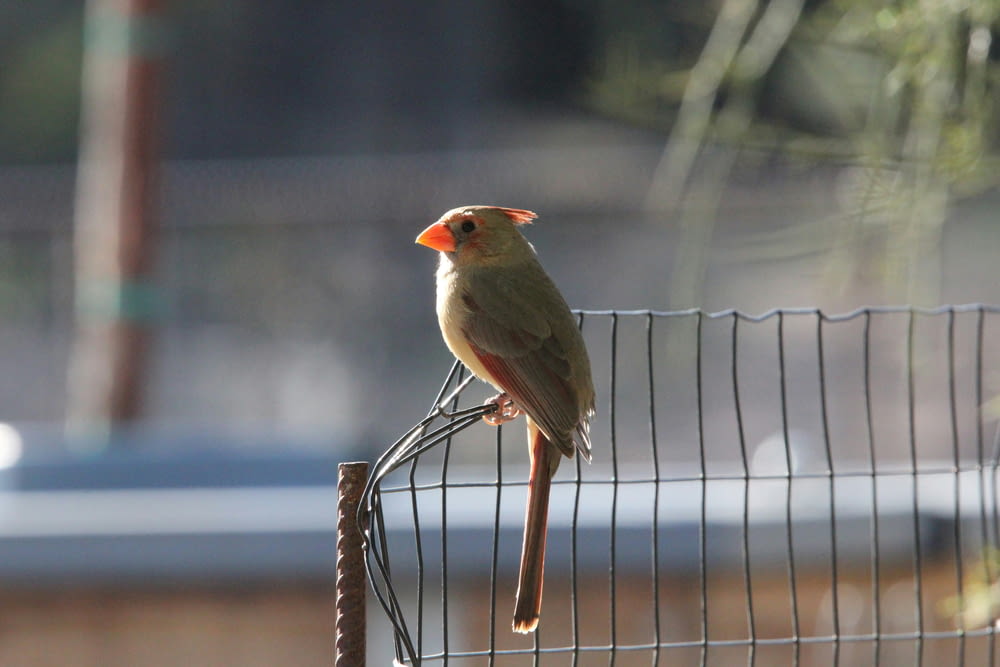 a small bird perched on top of a wire fence