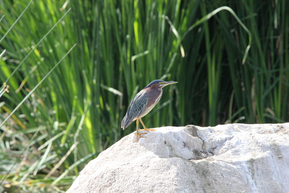 a bird sitting on a rock in front of some tall grass