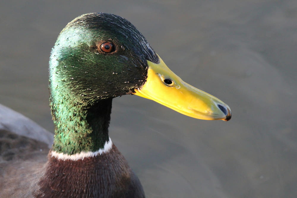 a close up of a duck in the water